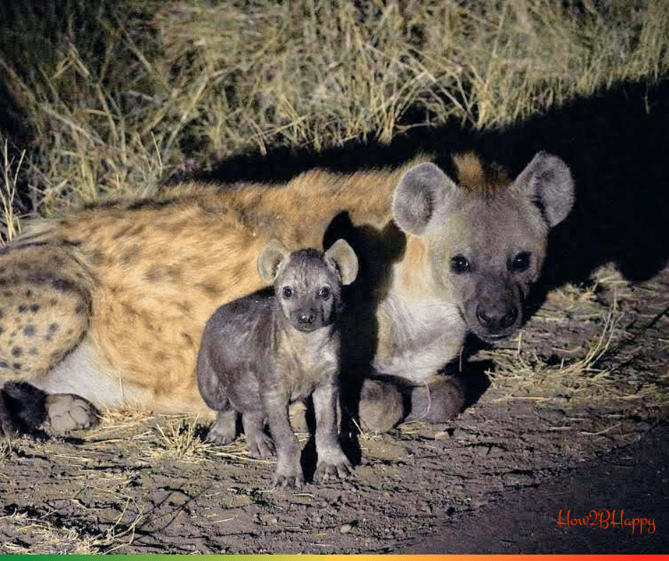 Hyena mother and cub symbolizing unjustified prejudices.