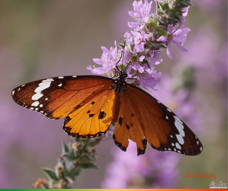 tomorrow of coronavirus - butterfly and flower