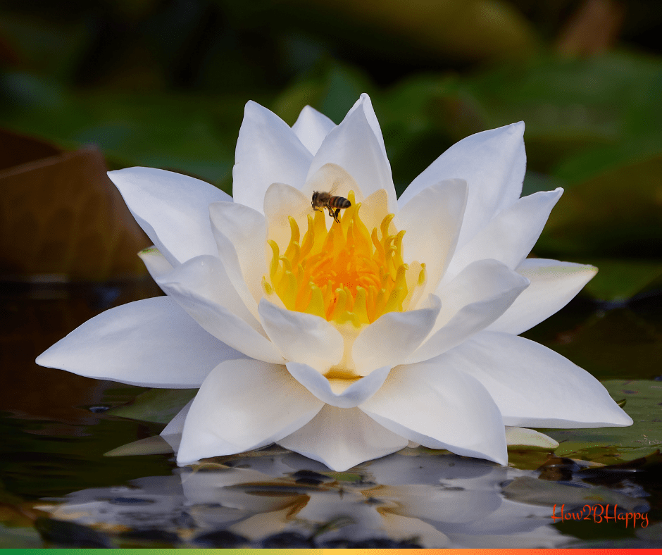 Lotus flower with a be symbolizing the cycle of the year.