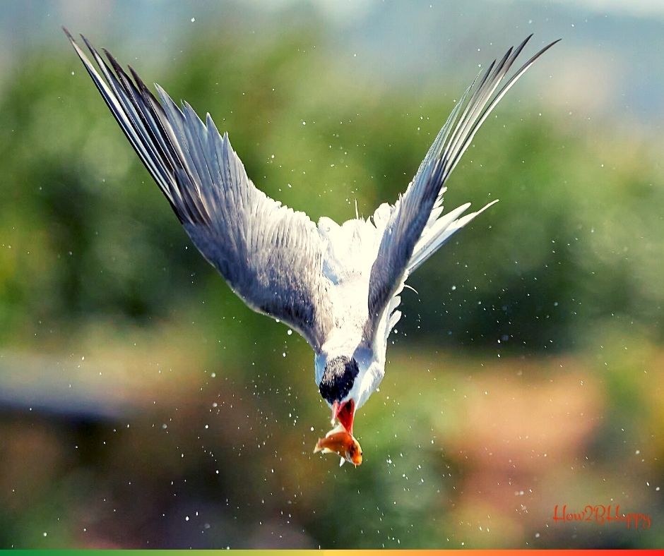 seagull falling following gold fish symbolizing the fall of art